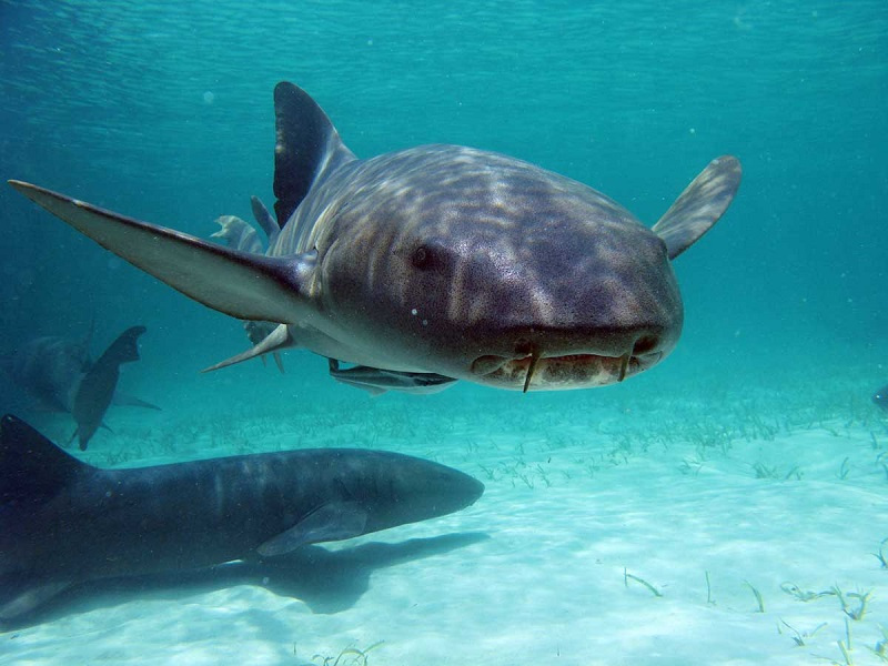 Este tiburón planctívoro parecido a una mantarraya surcó los