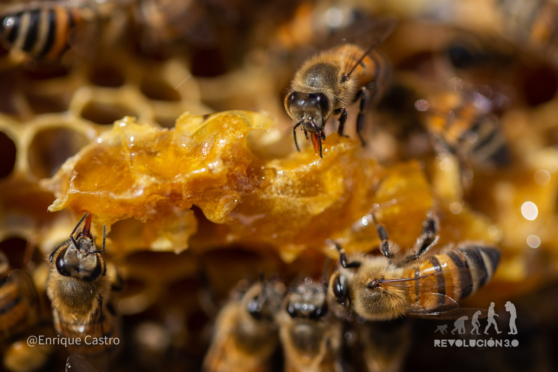 Ellas protegen a las abejas y al bosque; el crimen, la tala y el cambio de uso del suelo, los enemigos